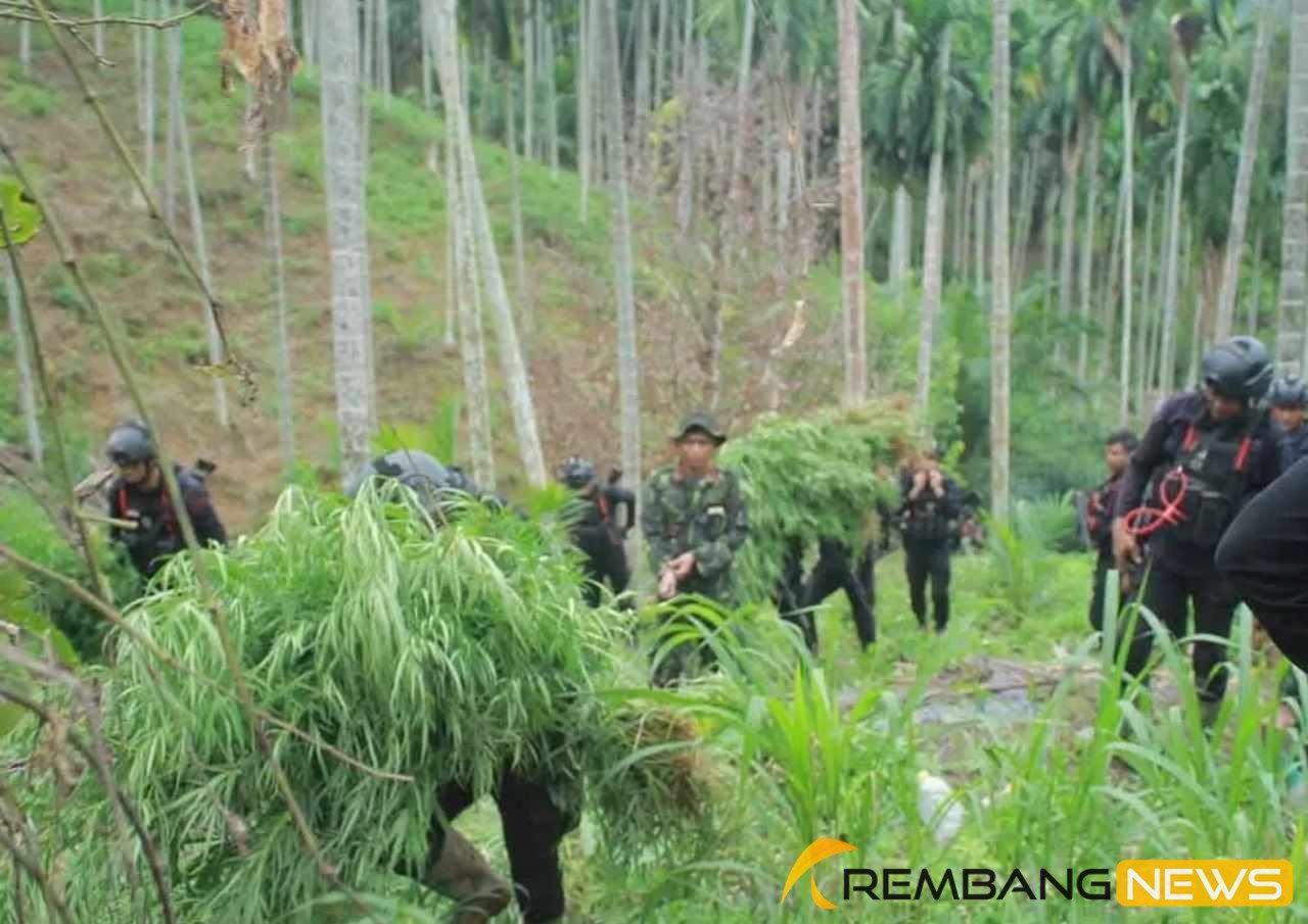 Ladang Ganja 18 Hektar Ditemukan di Aceh Utara/humas polri