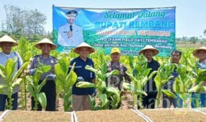 Luas Tanaman Tembakau di Rembang Naik Jadi 7.900 Hektar/rembangkab