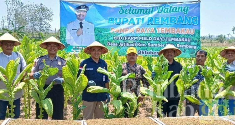 Luas Tanaman Tembakau di Rembang Naik Jadi 7.900 Hektar/rembangkab Luas Tanaman Tembakau di Rembang Naik Jadi 7.900 Hektar/rembangkab